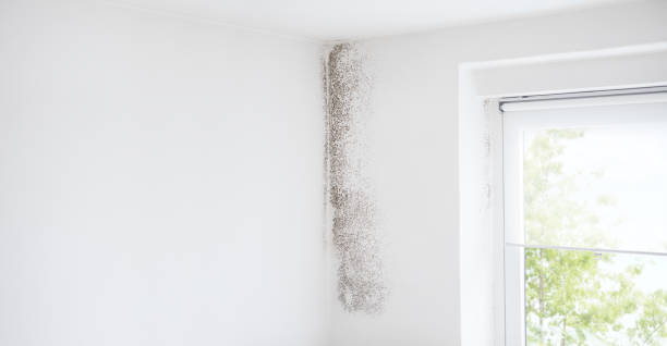 Best Industrial Mold Remediation  in Ransomville, NY