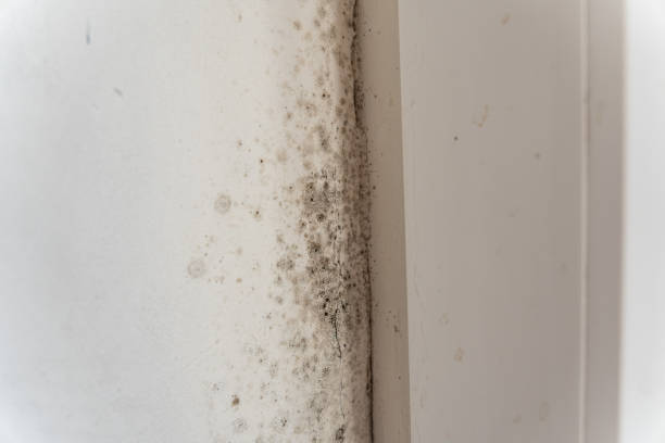 Environmental Consulting for Mold Prevention in Ransomville, NY